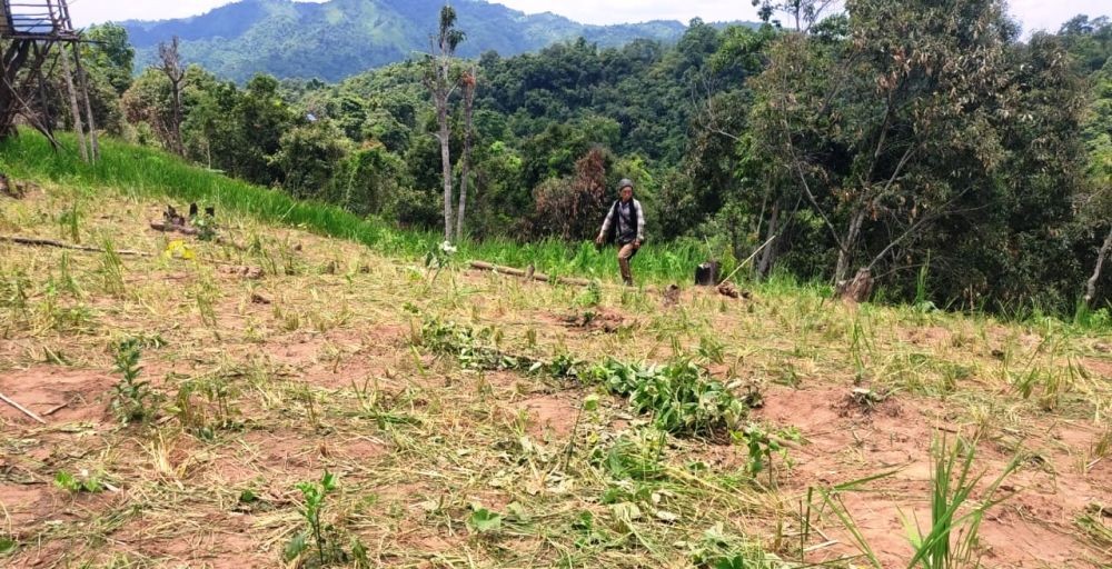 A field in Lakhuti which was damaged by a herd of wild elephants on July 11.